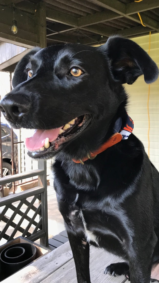 Handcrafted Leather Dog Collar